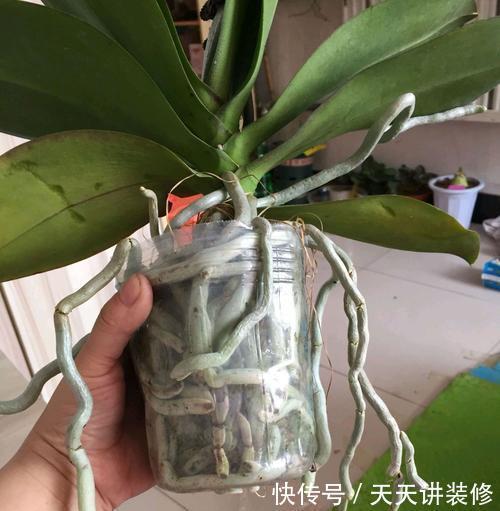 龟背竹|4种“泼辣花”，长出“气生根”，是好事，不用扦插，剪下来就活