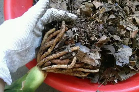 养花技巧花草换盆不懂这3点难怪换完盆就黄叶枯死