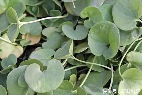 野草|在河边，碰到“1种野草”请珍惜，人称“马蹄金”，当盆栽值钱