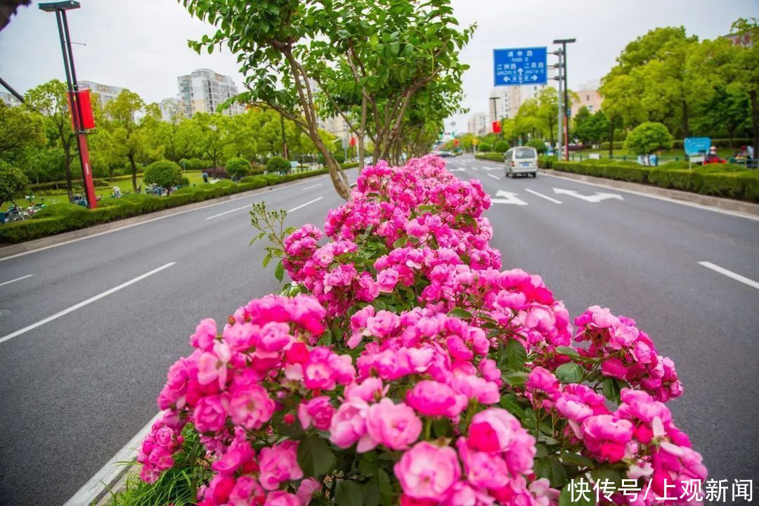 上师大|打卡！这里的繁花似锦，藏不住啦