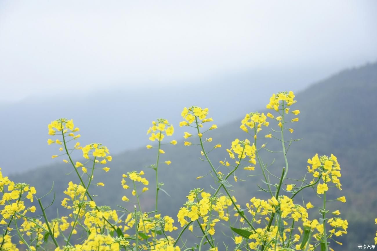 婺源|【春到婺源】记得住乡愁，江岭上开遍油菜花。