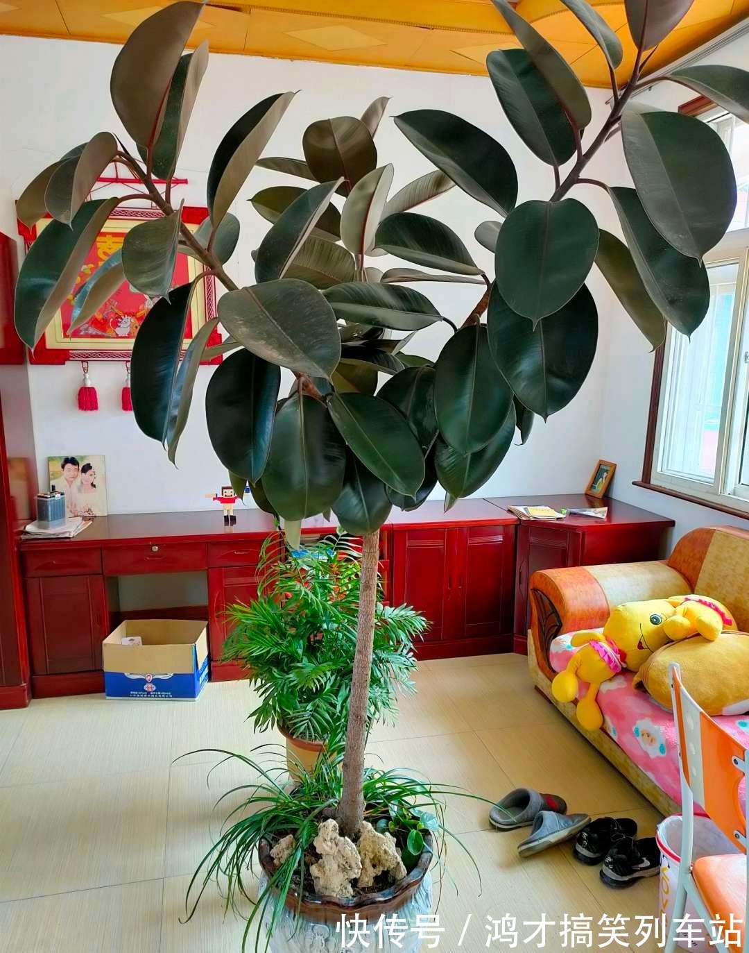 这6种花,是净化空气的小能手,为了健康,家里一定要放一盆