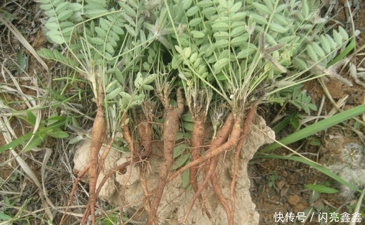 遇见|留个意:此野草价值珍贵作用大,若是遇见,请往家里摘