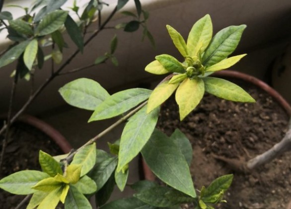 植物|花店老板打死都不愿意说的秘密养花草怎么防治烂根黄叶