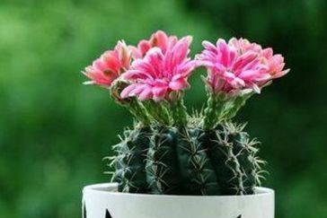 你家仙人球就是不开花快来用上老花匠的绝招,花苞呼呼往外冒