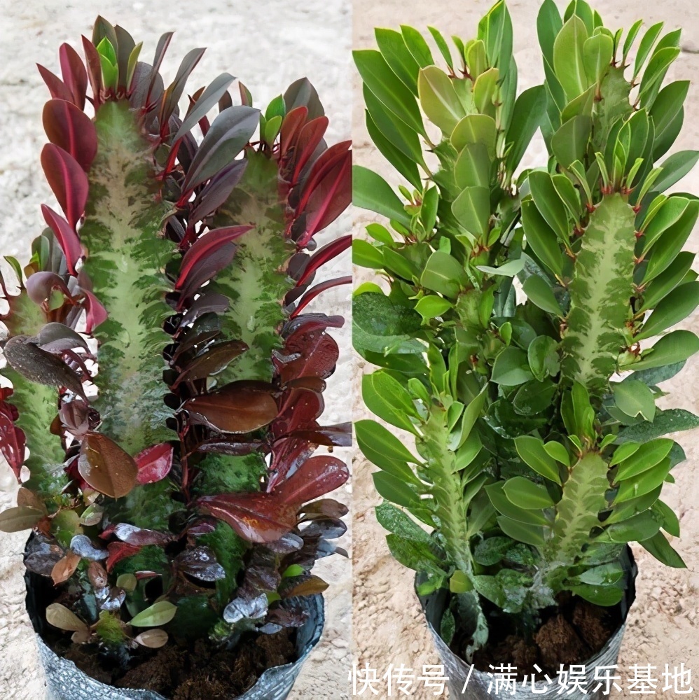 寓意|5种“丑花”，寓意却大，富贵又威武，再丑也要养一盆