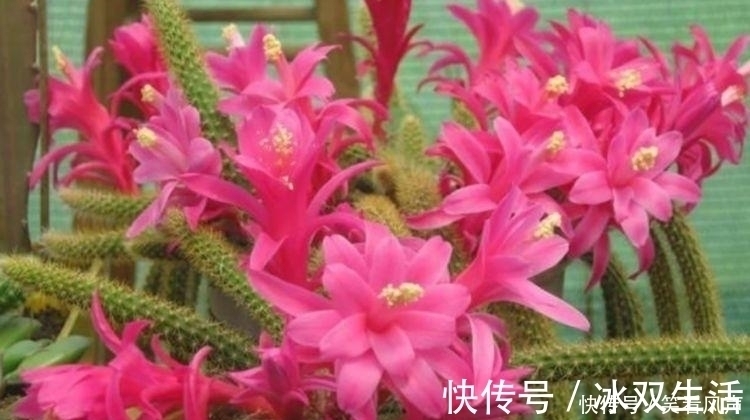 花盆|最有仙气的4种花,迷人的花朵,开满整个花盆,美不胜收