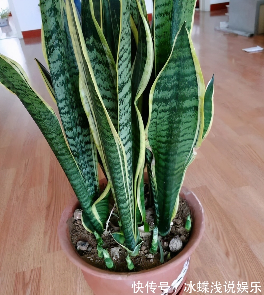 新房净化空气5种花不容错过，好养活，吸收有害气体能力强