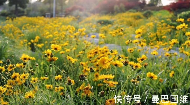 天人菊|6种公园常见的花，造型独特，开花美爆了
