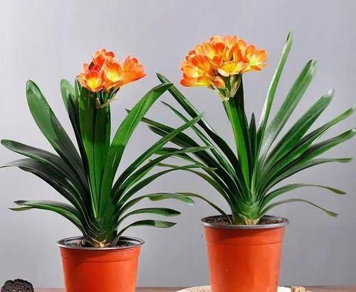  户外养护|有钱人都喜欢这三种花，好运接连一整年！早看早知道！