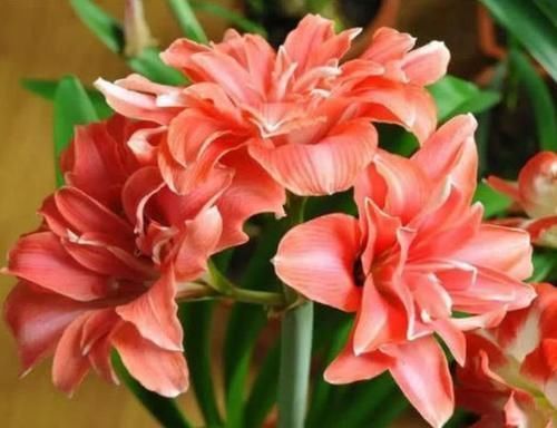 朱迪|聪明人都养4种花,福旺运旺财更旺,财运爆发,事业风生水起