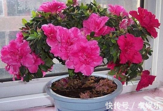 盆栽|媳妇养护杜鹃花盆栽有方法,只要做好以下几点,枝叶翠绿花开不断