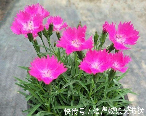 五种常年不落花的居家盆栽,花开四季,比长寿花好看还好养