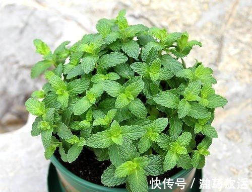薄荷|“细菌”不喜欢的“3种花”，多养几盆，家里香喷喷，心情美美哒