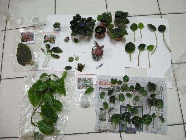 “这”5种花太贵，“掐”1片叶子，一插就活，别“白”花钱了