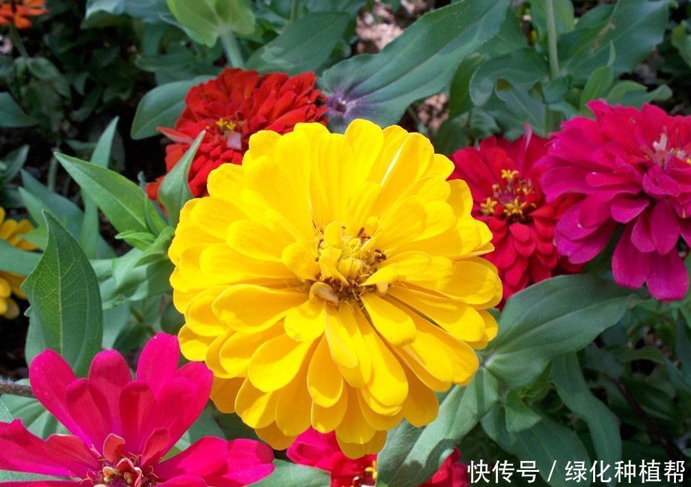 百日草代表“步步高升”,开花时间可达100天,生命力顽强