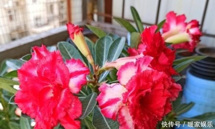 几款花卉,花艳易爆盆,开花香四溢飘满屋