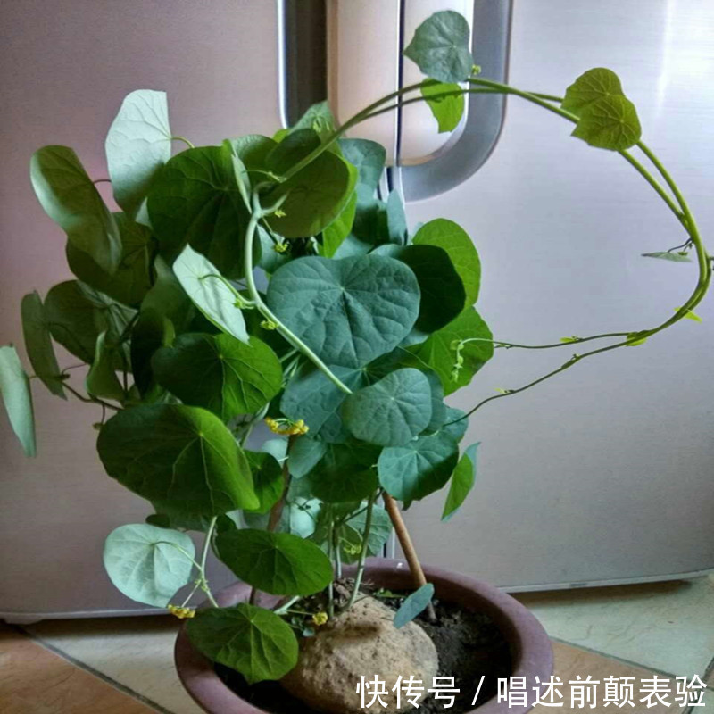 长命百岁的“植物乌龟”,铜钱叶子爬成“电视墙”,霸气金不换