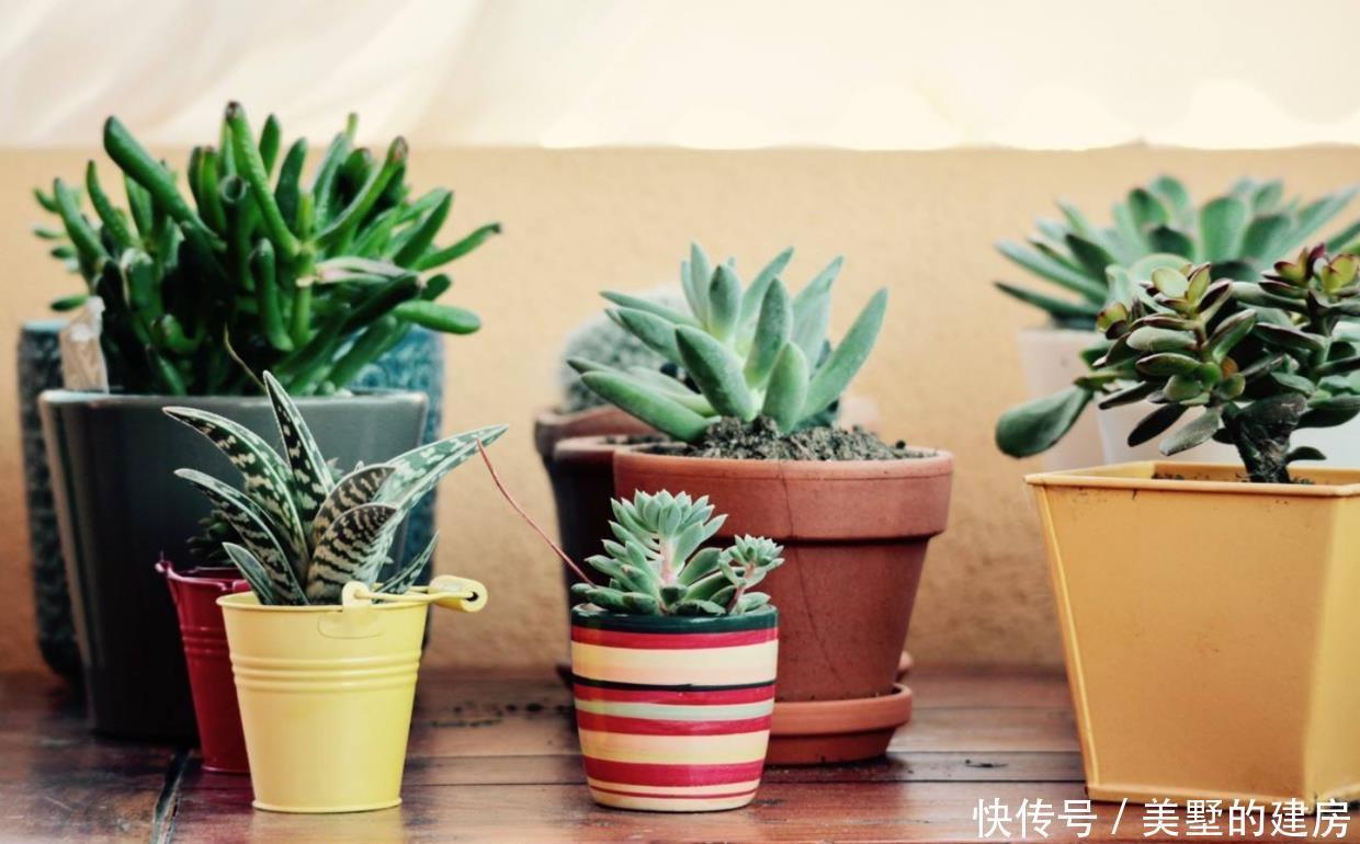 柑橘水溶液|盆栽爱招虫?用对方法,让盆栽跟虫虫说再见