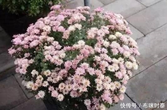 这4种盆栽,专门养室内,越贱养长的越好,很适合懒人养哦