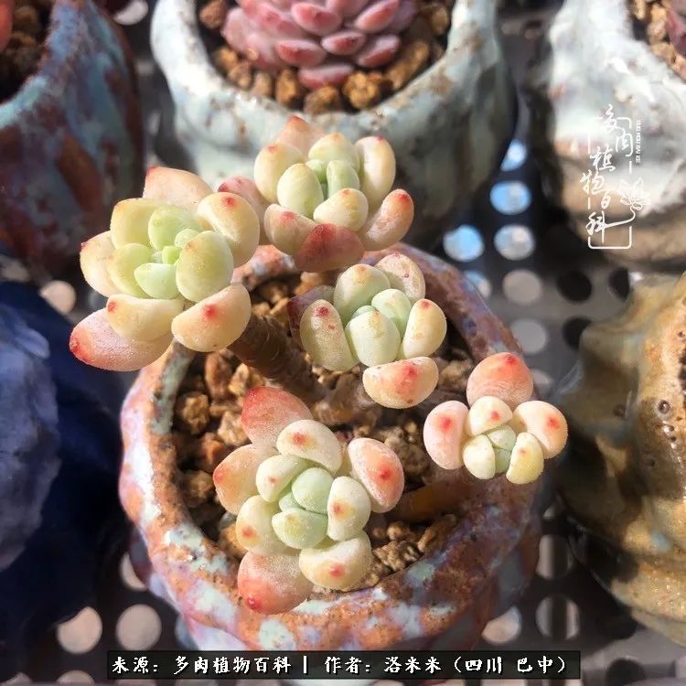 时间是多肉最好的滤镜!附个人养护经验!