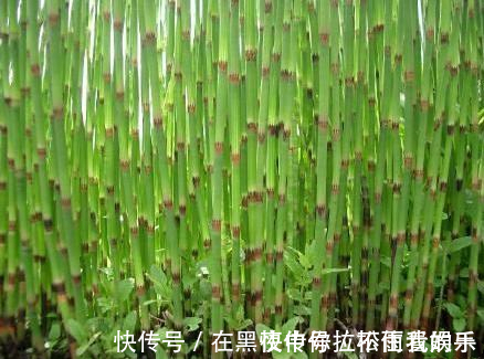 神农氏|农村一种“光棍”草,无叶无花只有杆,但煎水喝眼睛越来越明亮