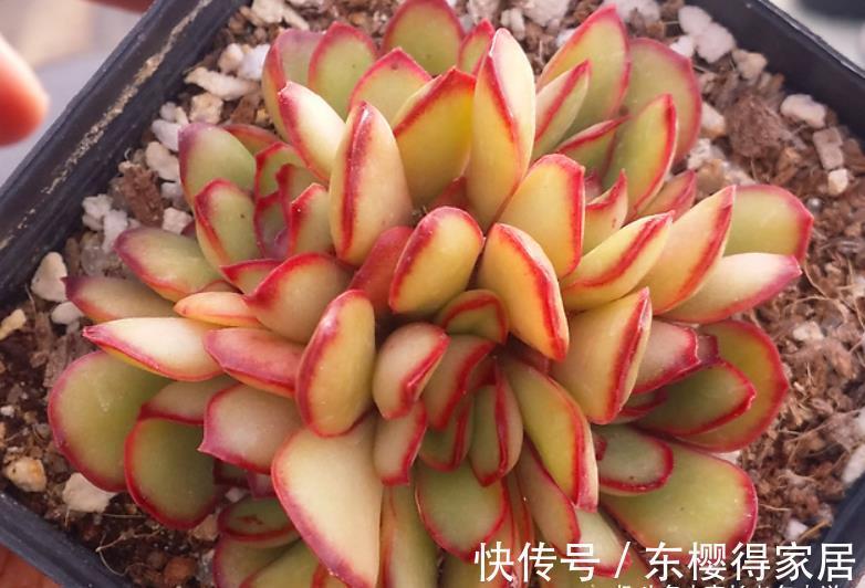 发芽|有人说多肉叶插发芽以后要及时晒太阳,为啥我的叶插苗都挂了呢?
