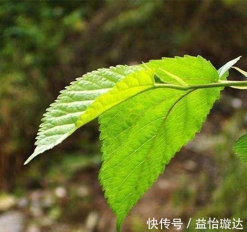 血脂异常|高血压、高血脂、高血糖最怕6种叶子茶，用它泡水喝，身体更健康