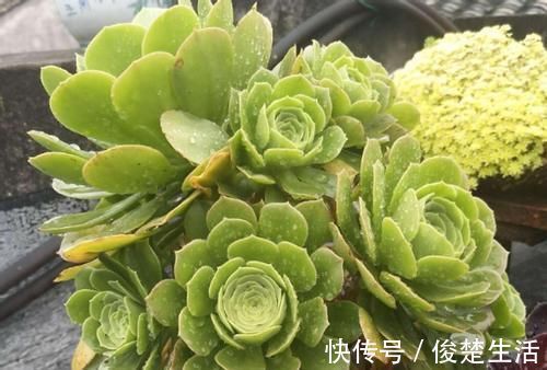 环境温度|新人练手养多肉选这几样，价格便宜，叶子晒晒太阳就成糖果色