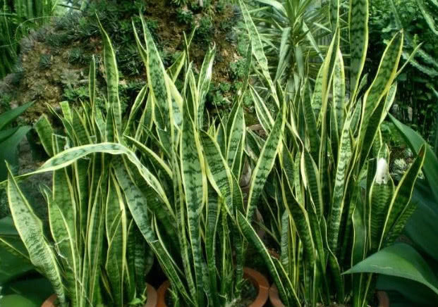 冬天虎皮兰不喜欢“喝水”,那就给它加点“这个”,越长越旺!