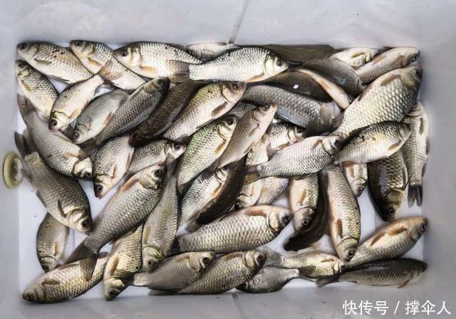 相同饵料相同线组,只因一把剪刀就多出半数渔获---皇禾钓具