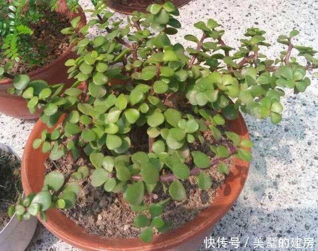 浇水|养金枝玉叶,一个小方法,一片叶子都不掉,长得枝繁叶茂又漂亮