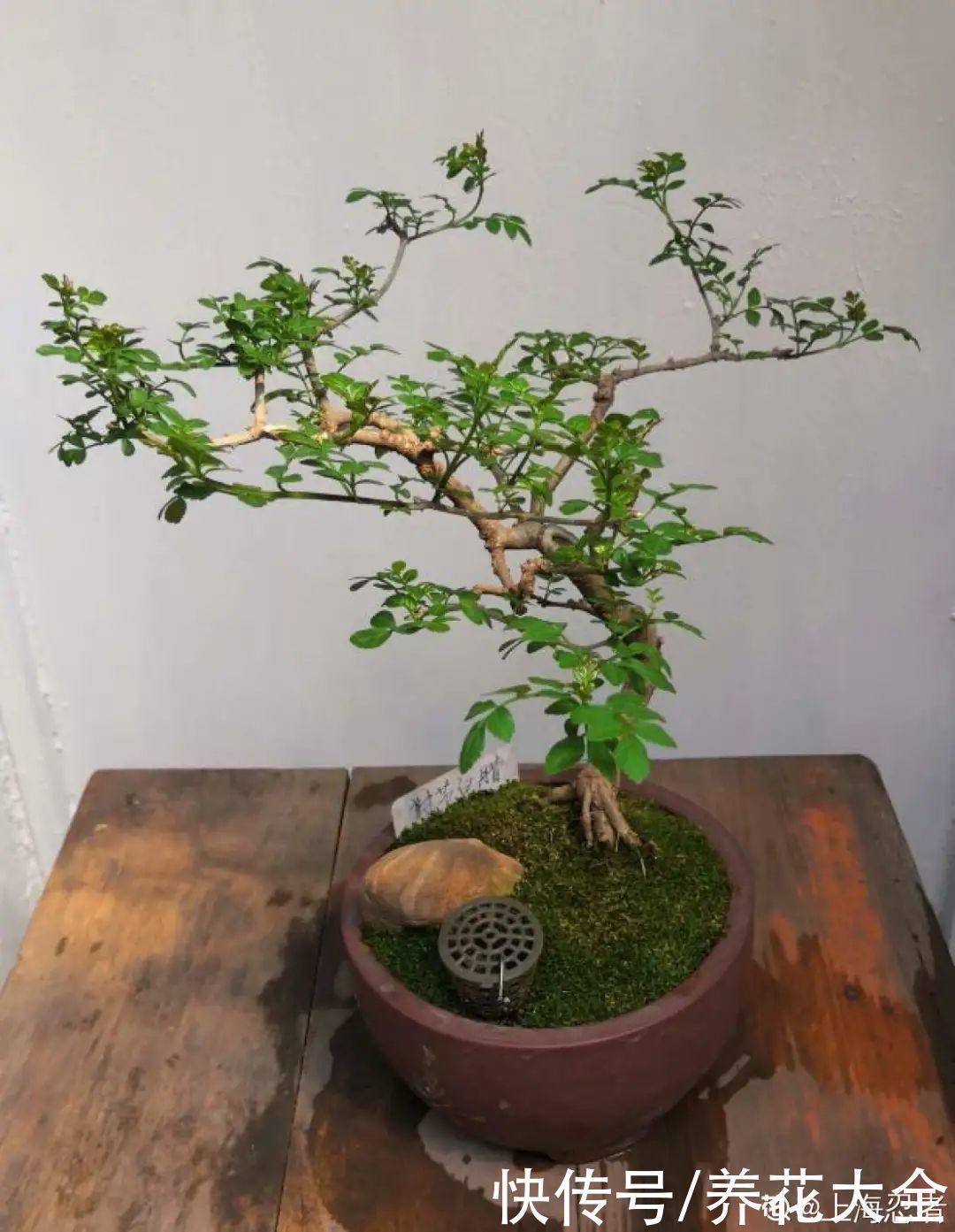 农村当柴烧的花，原来可以当盆景，给一千块也不卖