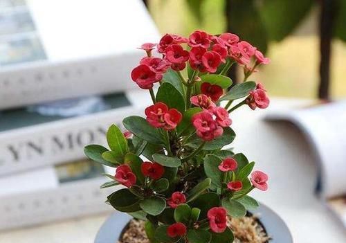 如何把桂花培育成老桩盆景学会嫁接、管理,身价翻倍不难