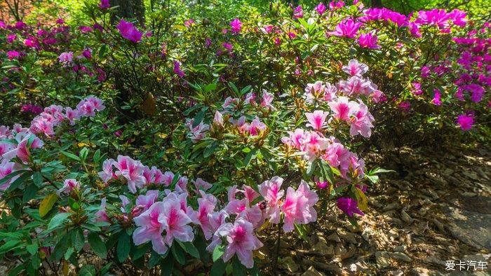 郊野公园看春花