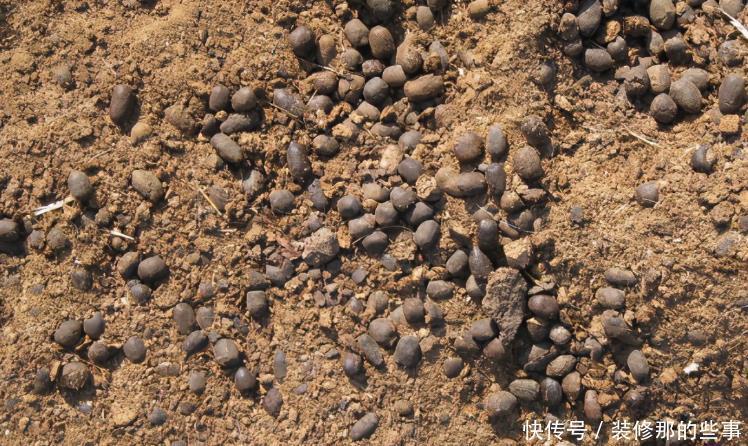 养花|羊粪当植料养花前，掌握住用量、发酵方法，养啥花都能旺