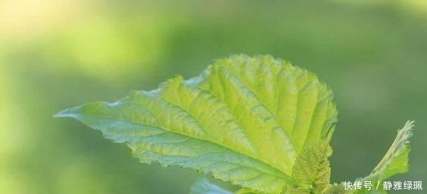 当归|黄芪加一物,坚持泡水喝,气血足了,皮肤好了,肝肾也慢慢强大了