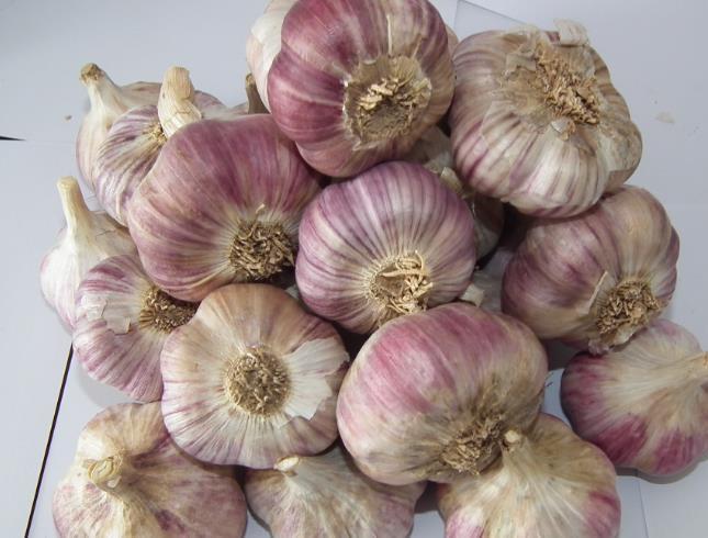 大蒜怎么保存不发芽?有经验的人这样做,大蒜一年不发芽,实用