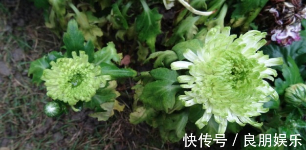 喜欢菊花,不如养盆优良名菊‘绿萍’颜色嫩如玉,清新淡雅