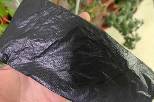 大花|张大爷养君子兰,白天喝口酒,晚上闷上头,20天窜出大花箭!