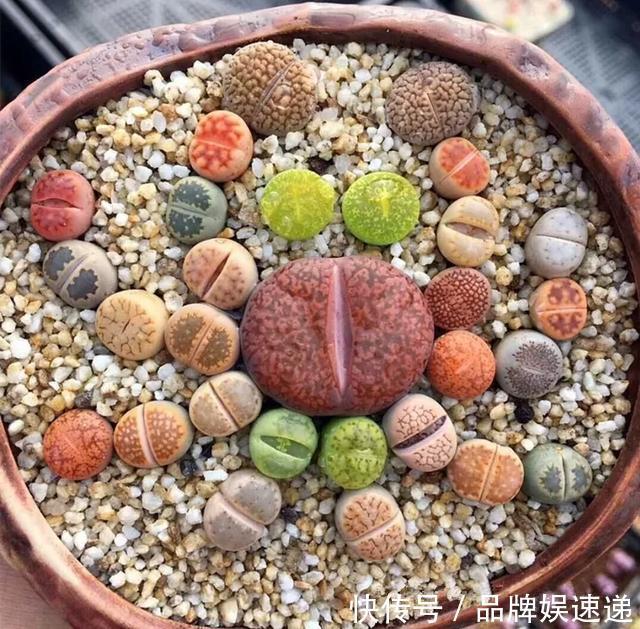 多肉拼盘玩一次就上瘾，这些创意拼法，你一定喜欢