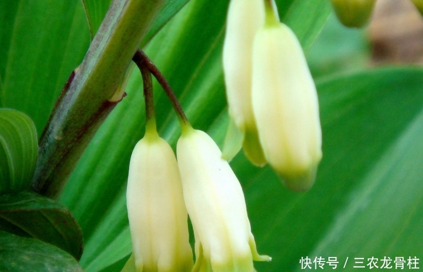 美容|玉竹美容润肤,养阴润燥,掌握四点,一样种出绿色优质的玉竹来!