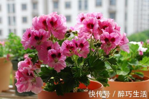花杀手|刚带回家的花，做好这件事很关键，不然长不好还黄叶，别忽视！
