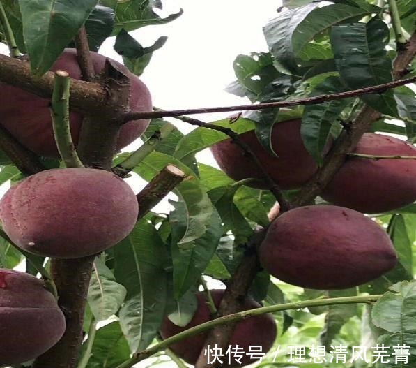 五花肉|教大家做几道家常菜，营养美味，好吃下饭，家人都爱吃！