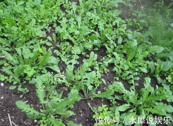 蒲公英|农村4种功效强大的野菜,若能免费带走一种,你会选哪个