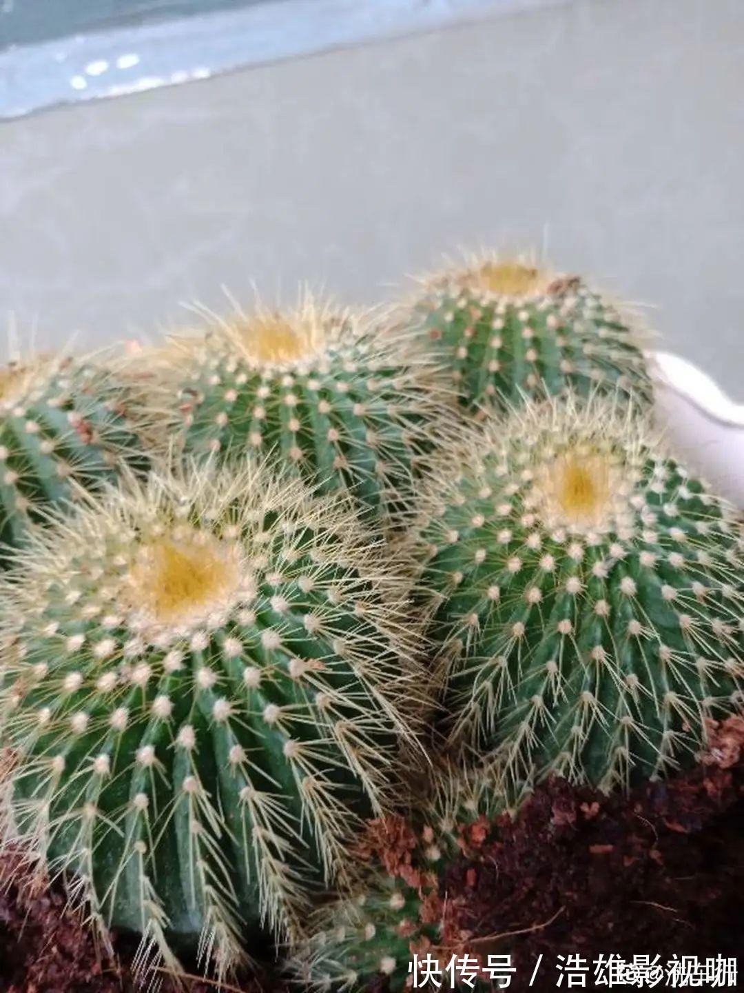 叶子|君子兰千万别喷水,一喷水就烂叶,3天就要死翘翘!