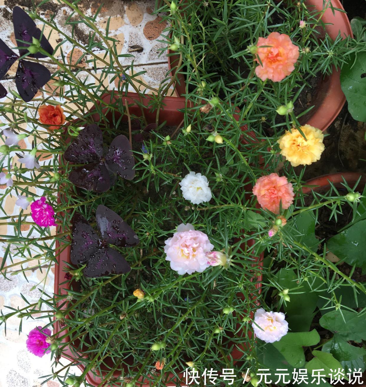 阳台上|太阳花怎么过冬？用一种方法，顺利过冬，来年开花更多更美