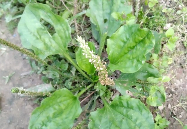 野菜|春天挖野菜，送你56种野菜大图片，带你见识不同的野菜和吃法