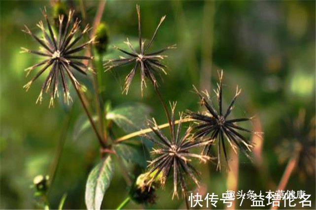 降低|路边的杂草泡水喝这六大功效，营养价值堪比人参，现在城里很少