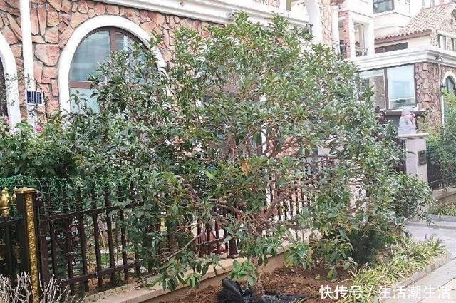 50年的桂花树，卖了5万块钱，大家觉得值吗！